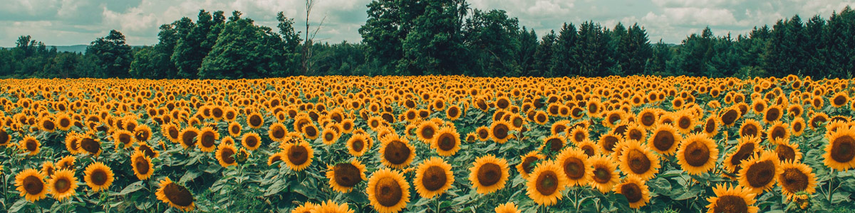 Zonnebloemen
